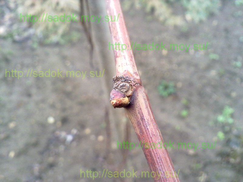 брунька винограду