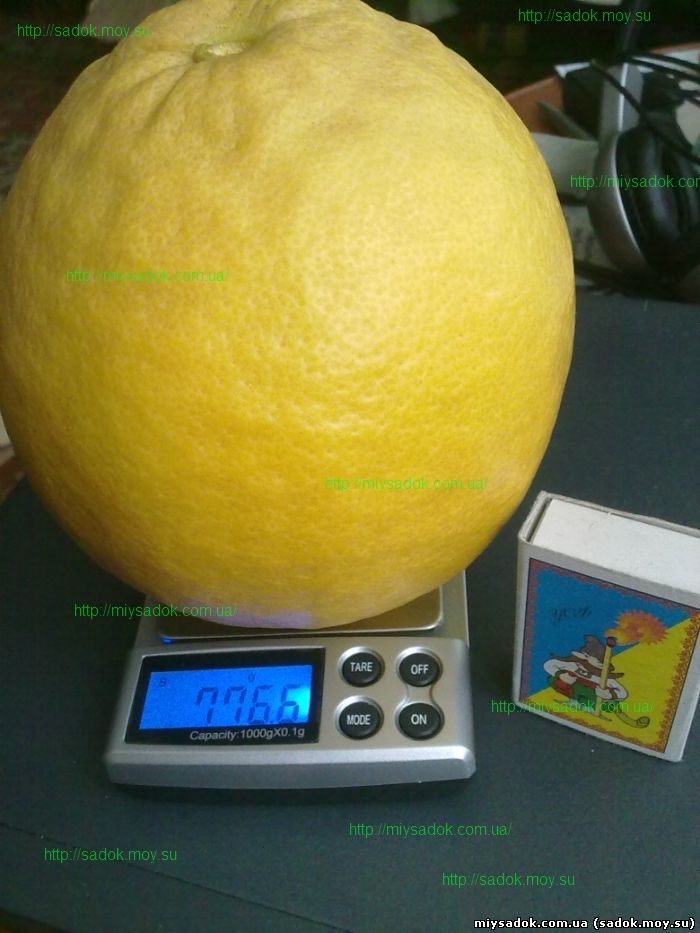 фото лимона лимон